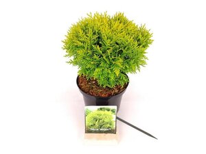 Thuja occ. 'Mirjam' 20-25 cm cont. 2,0L - afbeelding 5