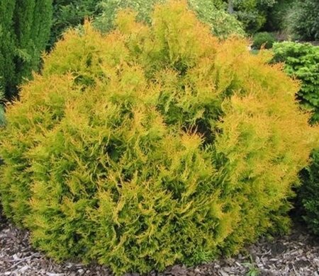 Thuja occ. 'Rheingold' 30-40 cm cont. 5,0L - afbeelding 1