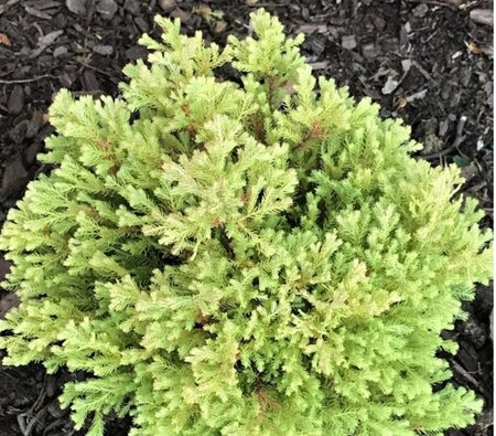 Thuja occ. 'Rheingold' 30-40 cm cont. 5,0L - afbeelding 6