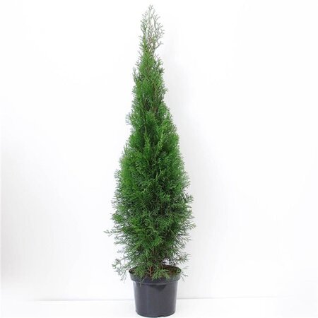 Thuja occ. 'Smaragd' 100-125 cm cont. 7,5L - afbeelding 4