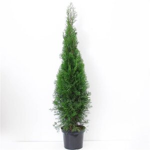 Thuja occ. 'Smaragd' 100-125 cm cont. 7,5L - afbeelding 4