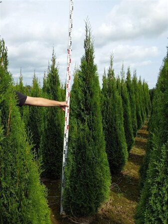 Thuja occ. 'Smaragd' 225-250 cm met kluit - afbeelding 5