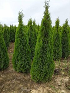 Thuja occ. 'Smaragd' 225-250 cm met kluit - afbeelding 4