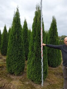 Thuja occ. 'Smaragd' 275-300 cm draadkluit - afbeelding 6