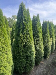 Thuja occ. 'Smaragd' 275-300 cm draadkluit - afbeelding 4