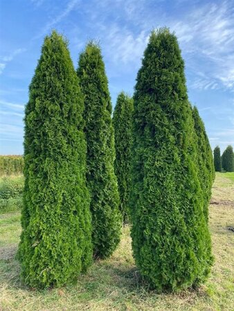 Thuja occ. 'Smaragd' 275-300 cm draadkluit - afbeelding 7