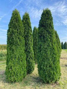 Thuja occ. 'Smaragd' 275-300 cm draadkluit - afbeelding 7