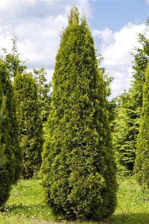 Thuja occ. 'Smaragd' 275-300 cm draadkluit - afbeelding 1