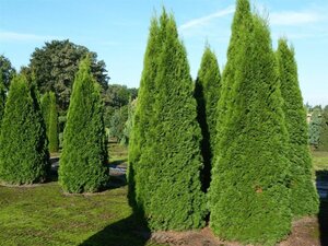 Thuja occ. 'Smaragd' 275-300 cm draadkluit - afbeelding 8