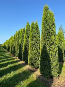 Thuja occ. 'Smaragd' 275-300 cm draadkluit - afbeelding 4