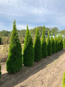 Thuja occ. 'Smaragd' 275-300 cm draadkluit - afbeelding 5