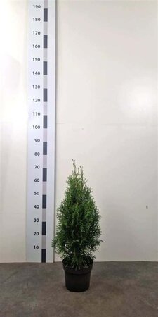 Thuja occ. 'Smaragd' 50-60 cm cont. 3,0L - afbeelding 5