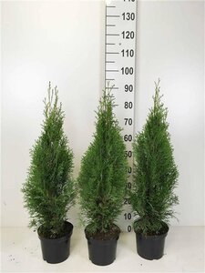 Thuja occ. 'Smaragd' 50-60 cm cont. 3,0L - afbeelding 6