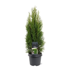 Thuja occ. 'Smaragd' 50-60 cm cont. 3,0L - afbeelding 4
