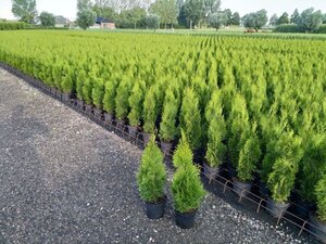 Thuja occ. 'Smaragd' 60-80 cm cont. 3,0L - afbeelding 4