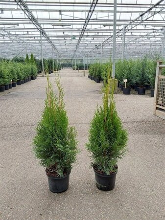 Thuja occ. 'Smaragd' 60-80 cm cont. 3,0L - afbeelding 9