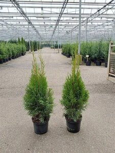Thuja occ. 'Smaragd' 60-80 cm cont. 3,0L - afbeelding 9