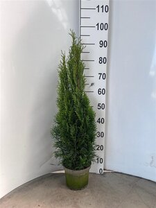 Thuja occ. 'Smaragd' 60-80 cm cont. 3,0L - afbeelding 8