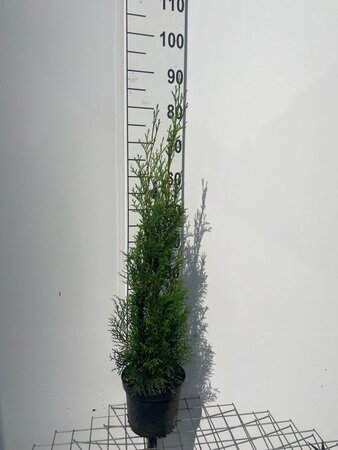 Thuja occ. 'Smaragd' 60-80 cm cont. 3,0L - afbeelding 10
