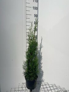 Thuja occ. 'Smaragd' 60-80 cm cont. 3,0L - afbeelding 10