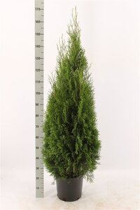 Thuja occ. 'Smaragd' 60-80 cm cont. 3,0L - afbeelding 5