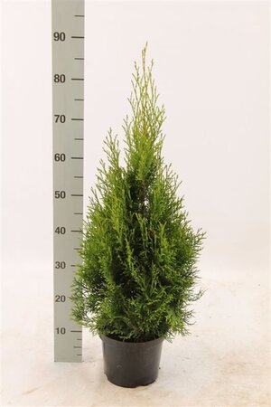 Thuja occ. 'Smaragd' 60-80 cm cont. 3,0L - afbeelding 6