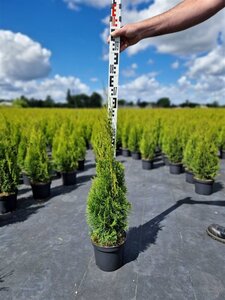 Thuja occ. 'Smaragd' 60-80 cm cont. 3,0L - afbeelding 7