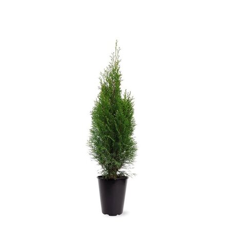 Thuja occ. 'Smaragd' 60-80 cm cont. 4,0L - afbeelding 4