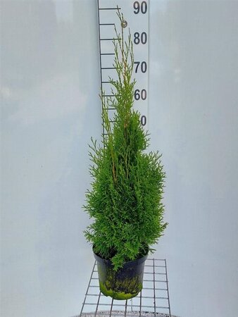Thuja occ. 'Smaragd' 60-80 cm cont. 4,0L - afbeelding 5