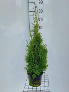 Thuja occ. 'Smaragd' 60-80 cm cont. 4,0L - afbeelding 5