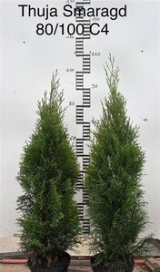 Thuja occ. 'Smaragd' 80-100 cm cont. 4,0L