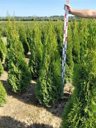 Thuja occ. 'Smaragd' 80-100 cm met kluit - afbeelding 15