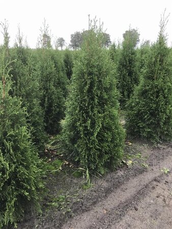 Thuja occ. 'Smaragd' 80-100 cm met kluit - afbeelding 7