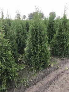 Thuja occ. 'Smaragd' 80-100 cm met kluit - afbeelding 7