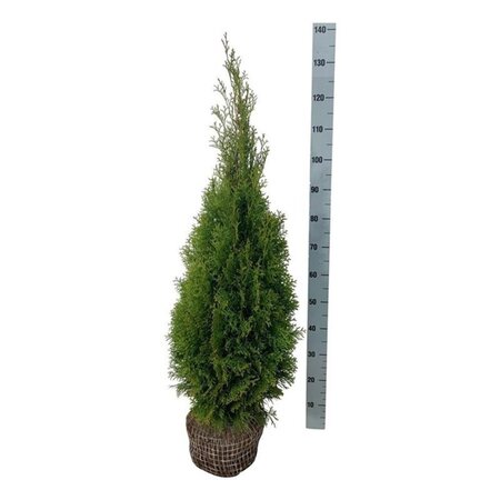 Thuja occ. 'Smaragd' 80-100 cm met kluit - afbeelding 4