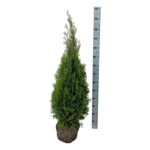 Thuja occ. 'Smaragd' 80-100 cm met kluit - afbeelding 4