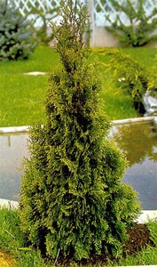 Thuja occ. 'Smaragd' 80-100 cm met kluit - afbeelding 22