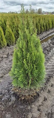 Thuja occ. 'Smaragd' 80-100 cm met kluit - afbeelding 20
