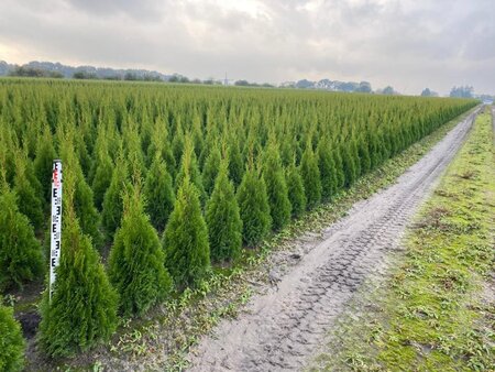 Thuja occ. 'Smaragd' 80-100 cm met kluit - afbeelding 18
