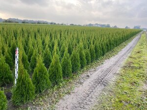 Thuja occ. 'Smaragd' 80-100 cm met kluit - afbeelding 18