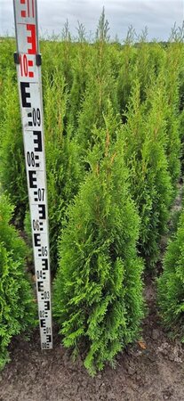 Thuja occ. 'Smaragd' 80-100 cm met kluit - afbeelding 11