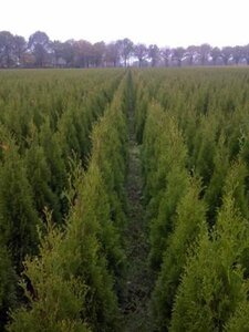 Thuja occ. 'Smaragd' 80-100 cm met kluit - afbeelding 9