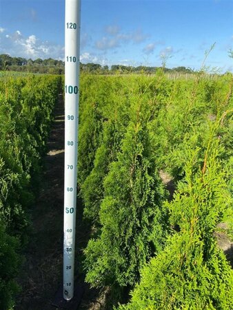 Thuja occ. 'Smaragd' 80-100 cm met kluit - afbeelding 4