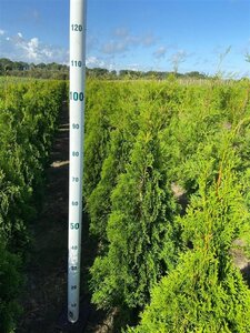 Thuja occ. 'Smaragd' 80-100 cm met kluit - afbeelding 4