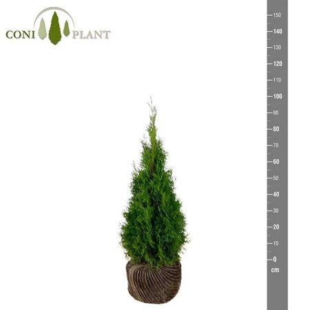 Thuja occ. 'Smaragd' 80-100 cm met kluit - afbeelding 8