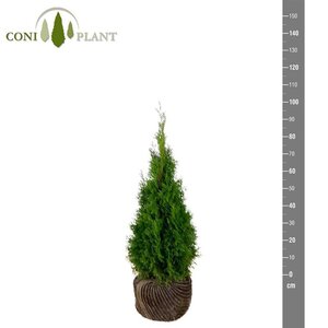 Thuja occ. 'Smaragd' 80-100 cm met kluit - afbeelding 8