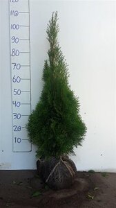 Thuja occ. 'Smaragd' 80-100 cm met kluit - afbeelding 10
