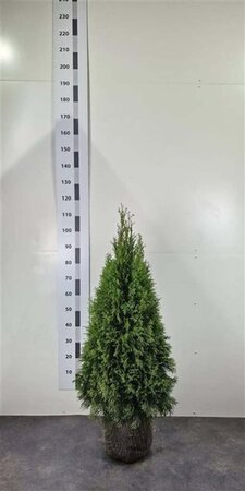 Thuja occ. 'Smaragd' 80-100 cm met kluit - afbeelding 9