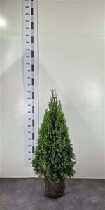 Thuja occ. 'Smaragd' 80-100 cm met kluit - afbeelding 9