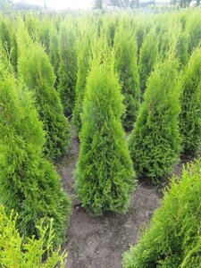 Thuja occ. 'Smaragd' 80-100 cm met kluit - afbeelding 23